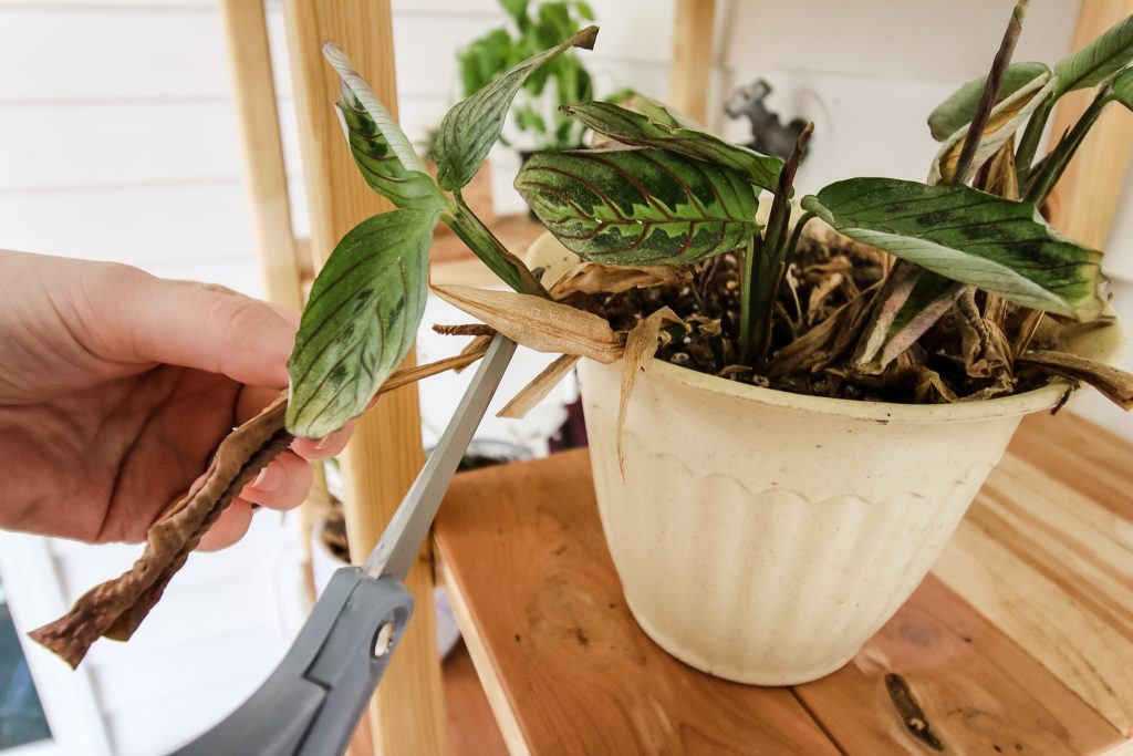 This is a picture of a house plant being trimmed with scissors